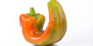 Americans are stressed about grocery prices, so why do they toss or overlook so much ‘misfit’ food?