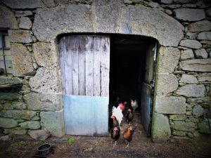 Qui de l’œuf ou du polluant éternel gagnera la bataille des poulaillers ?
