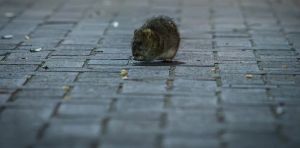 The politics of city rats: What urban rodents tell us about housing and sanitation