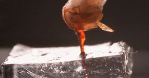 Vídeo mostra mecanismo que faz ferrão de abelha bombear veneno sozinho