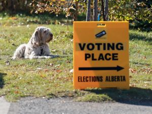 Braid: Don't be duped into flipping yes-to-Canada vote to future referendum