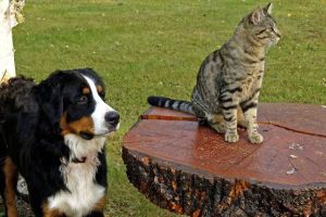 Being a responsible pet owner