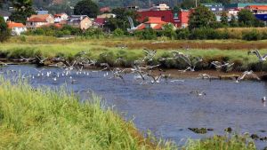 Actitude ambiental e cidadanía. O caso do río Lagares