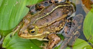 Award-winning zoo releases Britain's rarest frogs into wild