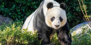 China’s Panda Diplomacy Is Losing Its Charm