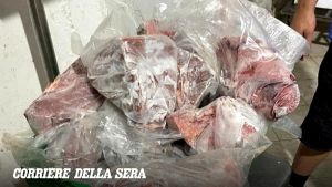 Maxi truffa sul commercio di pesce all'ingrosso, sequestro di beni da oltre 17 milioni