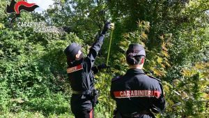 Scoperta piantagione di marijuana a Frisanco: i carabinieri sequestrano altri 56 chili di sostanza
