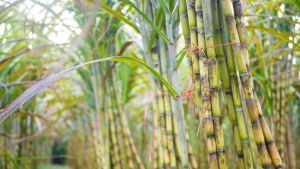 Centre forms Ramesh Chand panel as farmers seek sugar price hike to Rs 50 per kg
