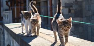 Los gatos en la calle generan riesgos para la salud pública