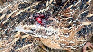 Inchiesta sui mercati di Ivrea e Rivarolo: animali vivi maltrattati, sporchi e feriti