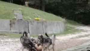 Cagnolino sbranato dai cani del vicino: la Corte d'Appello conferma il risarcimento alla famiglia