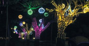 ‘Don’t Turn Trees Into Light Poles’: How Mysuru Is Rethinking Festive Decorations