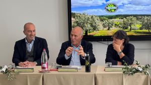 Olio nuovo, per il Toscano Igp produzione attesa fino al 40% sopra la media. E i prezzi restano stabili