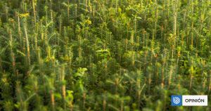 Método Miyawaki: ¿Revolución forestal o conocimientos de siempre?