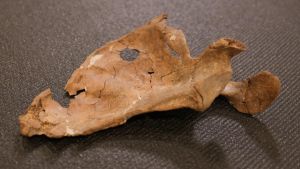 Historia de un asesinato prehistórico: un fósil neandertal de 75.000 años exhibe la herida de lanza más antigua jamás documentada