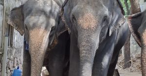 Efforts to End Suffering by Captive Animals Help Them and Us
