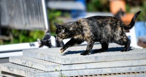 Ein Haustier bedeutet Verantwortung – auch für dessen Nachkommen