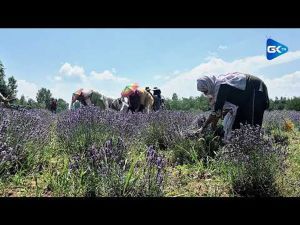 On Progressive Farming