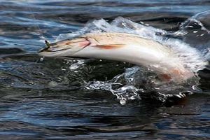 Save the Fish