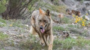 Hacia una estabilidad para gestionar el lobo