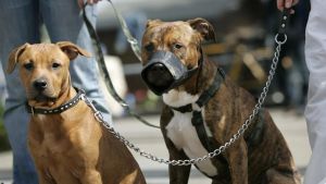 «Kampfhunde» im Aargau: Halter ausbilden statt Rassen verbieten