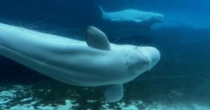 There is one person who should ensure the safety of Marineland’s whales