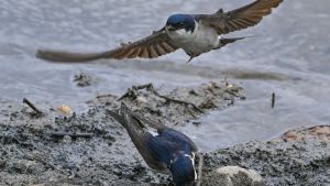 Ohne den Vogel des Jahres gäb’s eine Mückenplage
