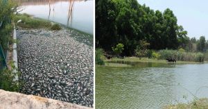 Maggots and a Lingering Stench: What May Have Caused Doddagubbi Lake’s Fish Kill