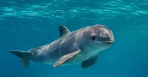 La vida de la vaquita marina que se achica por decreto