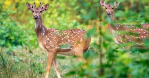 4 Assam Villages Are Turning 1044 Bighas of Grazing Land Into a Forest Reserve to Protect 150 Deer