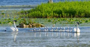 10 cygnets, one remarkable summer: Kawartha swan family reveals their record brood