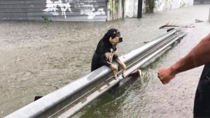 Köpekler bu kez sele kapılmadı