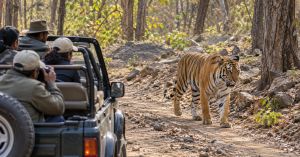 This Chhattisgarh Tiger Reserve Is Reopening for Safaris After 40 Years: Spot Tigers & Rare Otters