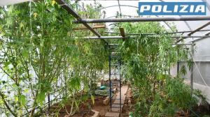 Castelfranco, ottanta chili di marijuana in casa: scattano arresto e sequestro della serra