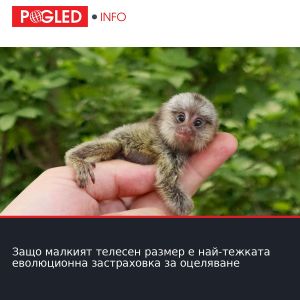 Защо малкият телесен размер е най-тежката еволюционна застраховка за оцеляване