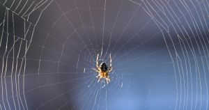 Autumn mornings show off Norfolk 'Orb-weavers' webs in all their intricate glory