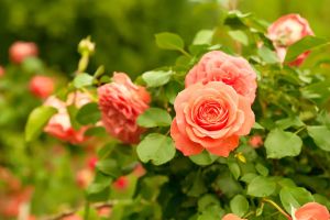 Rien de plus simple que la culture des rosiers : un tiers de bon sens paysan, un tiers de logique, un tiers de feeling, le tout assaisonné des conseils d’un bon rosiériste. Tout en les ayant, un peu, à l’œil… Leur régime préféré c’est la liberté surveillée !