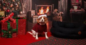Christmas experience for dogs returning to award-winning garden centre