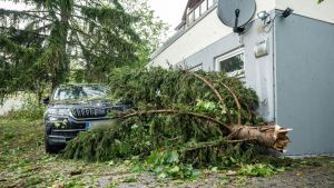 Massive Schäden nach dem Unwetter: Wann darf ein Baum gefällt werden?