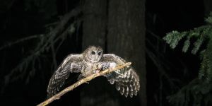 Trump Threatens 50 Years of Wildlife Protection With One Memo