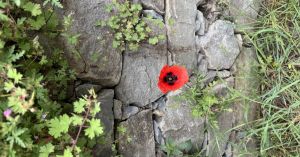 Self-Compassion: Is It Wise or Wimpy?