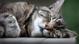 Auszug einer Katze: Dieses Thüringer Wohnzimmer gehört dem Hund