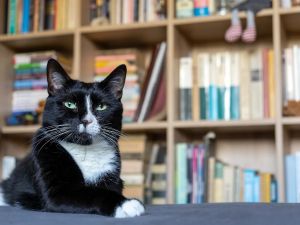 Soy un gato