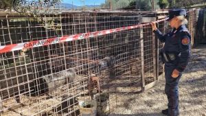 Combattimenti clandestini tra cani, l’indagine a Venezia: sequestrato un Pitbull