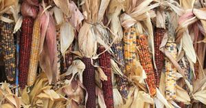 My View: Stories of Indian corn and other corn types are part of Seneca lore