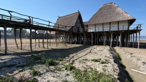 Was macht der Biber bei Niedrigwasser im Bodensee?