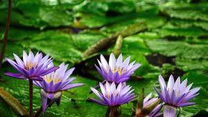 El lenguaje de las flores
