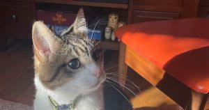 How a little kitten called Finn taught us what really matters in life