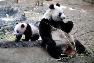 China’s panda diplomacy is losing its charm