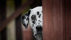 Dogs That Weren’t Rescued